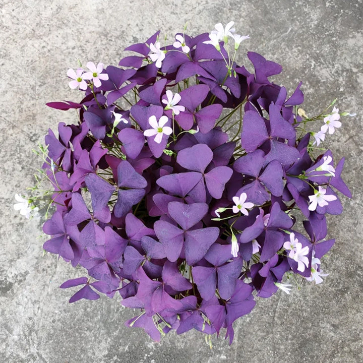 💜Луковици от лилав киселец за късмет