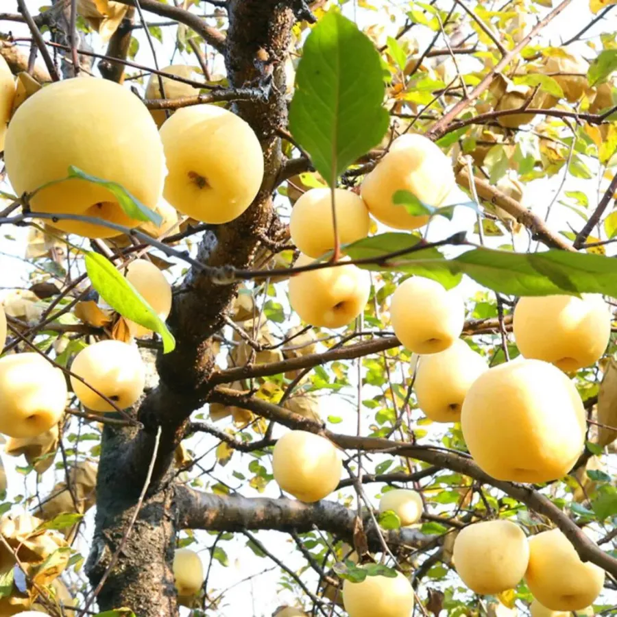 Златни ябълкови семена, 90% процент на оцеляване