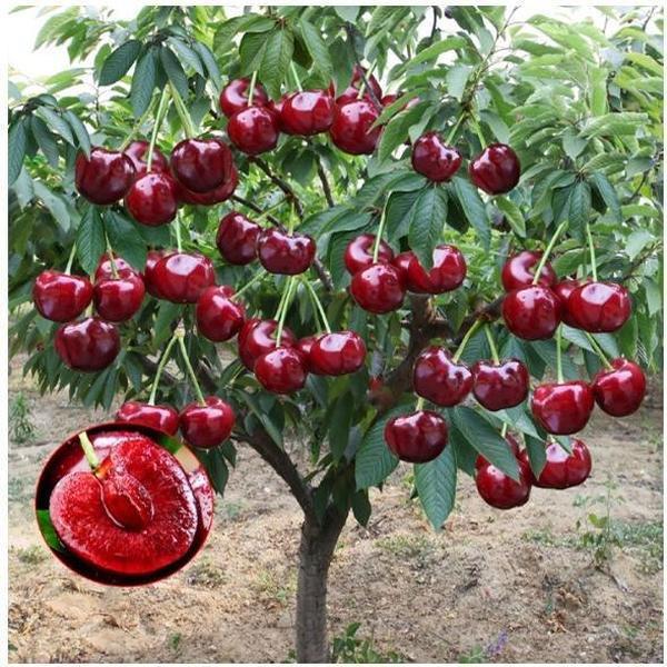 🏆НАД 75 000 ПРОДАДЕНИ!🌳Черешови семки - Вкусни, пресни череши чакат вашата реколта!