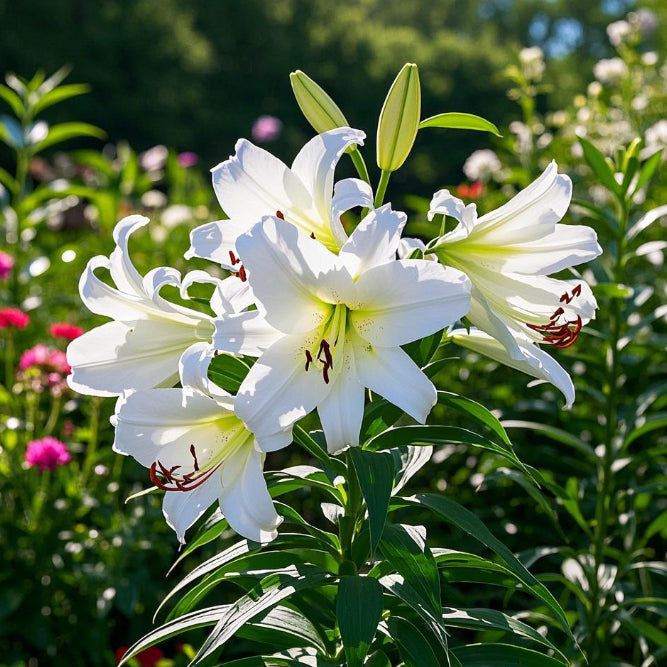 🌺Ароматизирани луковици на лилии – свежи и сладки