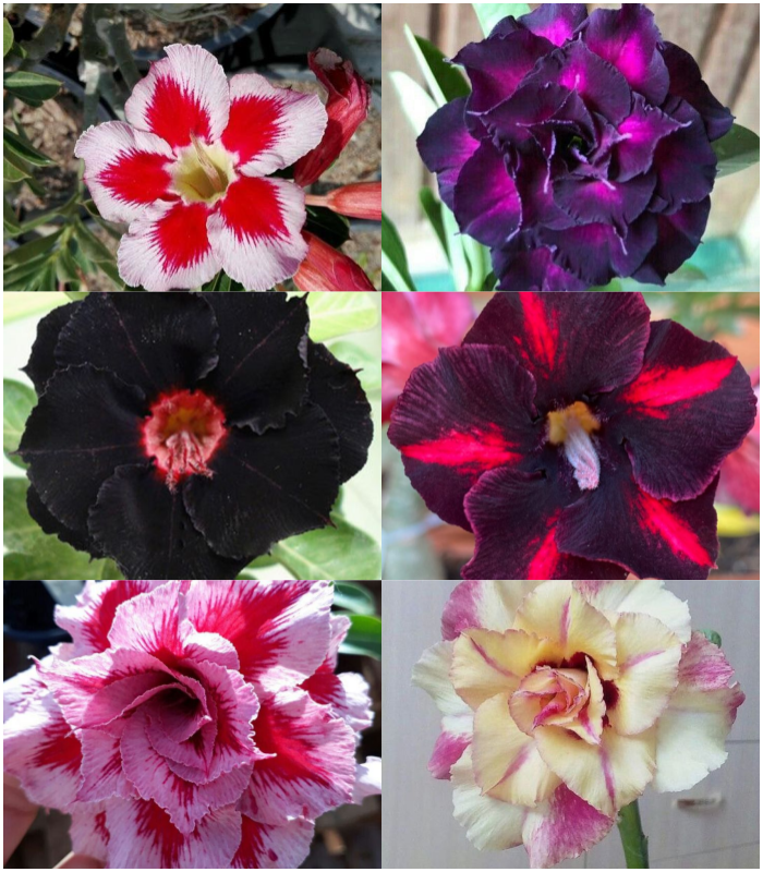 🔥Отгледайте Кралицата на пустинята – сега на намалена цена!🎁 😍Обича да цъфти, дълъг период на цъфтеж 🌵 Пустинна роза