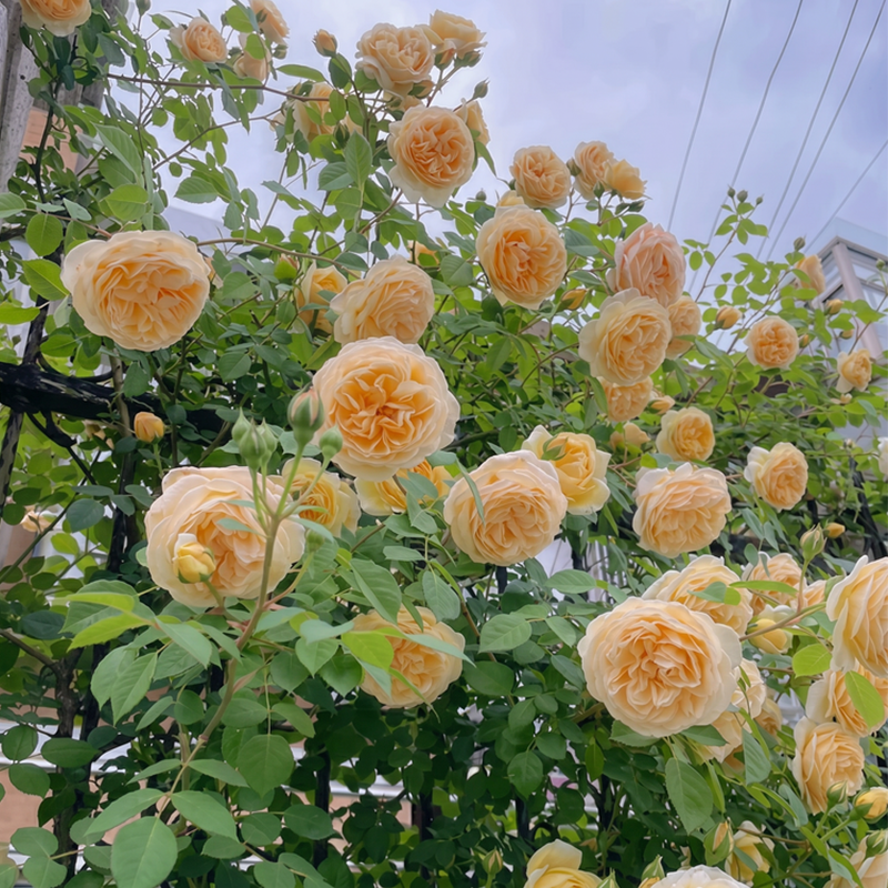 🌈 Висококачествени катерливи рози 🌹 Бързорастящи, лесни за грижа и много ароматни ✨ Перфектни за всяка градина
