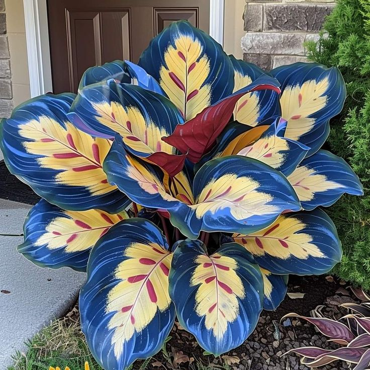 🌿 Цветни семена на хоста – кралят на сянката в градината! 🌿