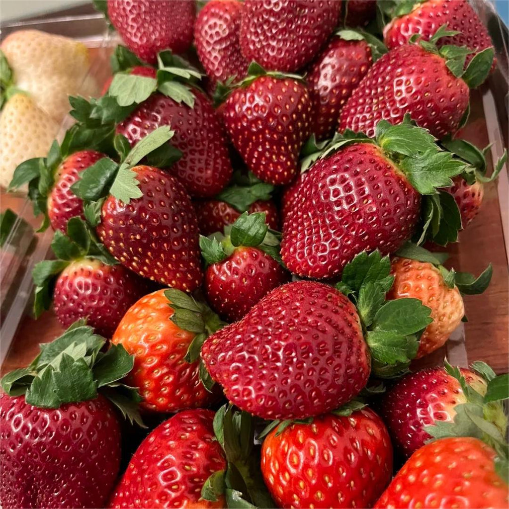 Семена от ягоди Black Pearl