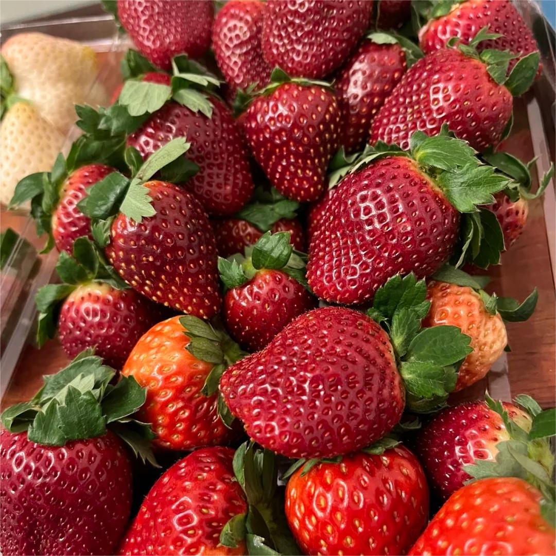 Семена от ягоди Black Pearl