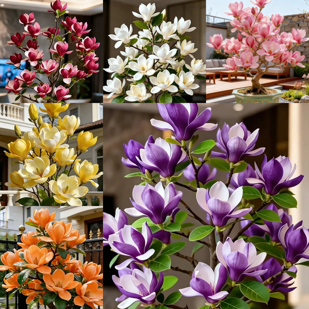 Луковици на Magnolia liliiflora (лилави орхидеи) 🌸 Цветовете крият листа, ароматът изпълва въздуха
