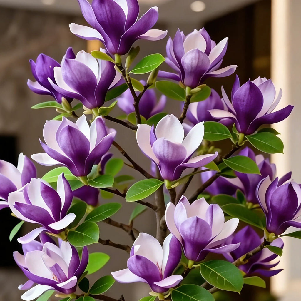 Луковици на Magnolia liliiflora (лилави орхидеи) 🌸 Цветовете крият листа, ароматът изпълва въздуха