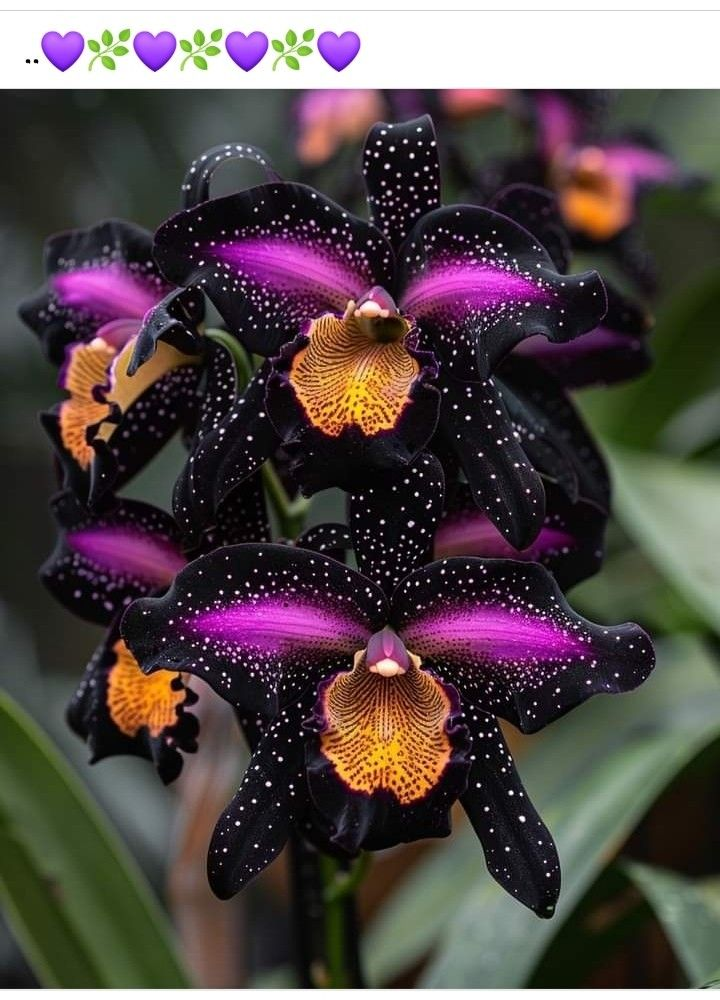 Семена на ирис пеперуда