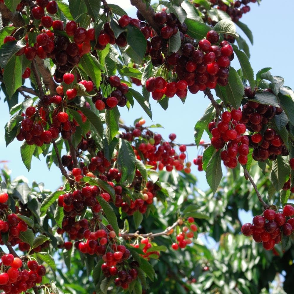 🏆TÖBB MINT 75 000 ELADOTT!🌳Cseresznyemagok - Finom, friss cseresznye vár a szüretre!