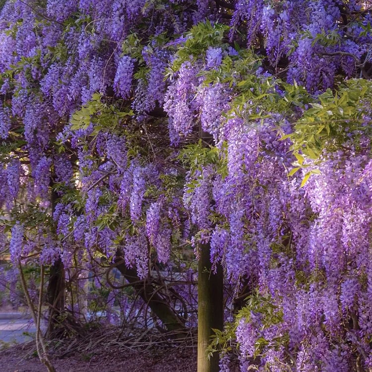 🌸Семена Глициния – Каскадната Красота на Градината През Цялата Година💗
