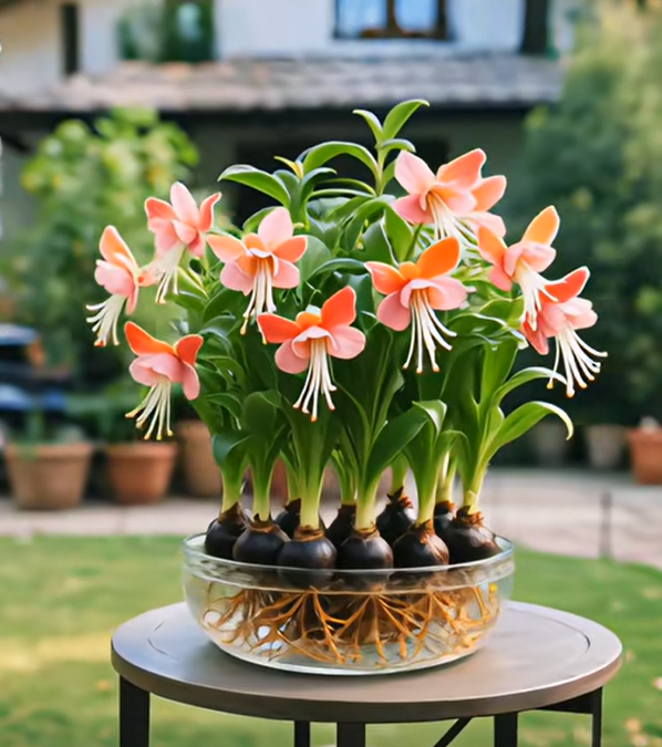 Phalaenopsis lámpás virághagymák