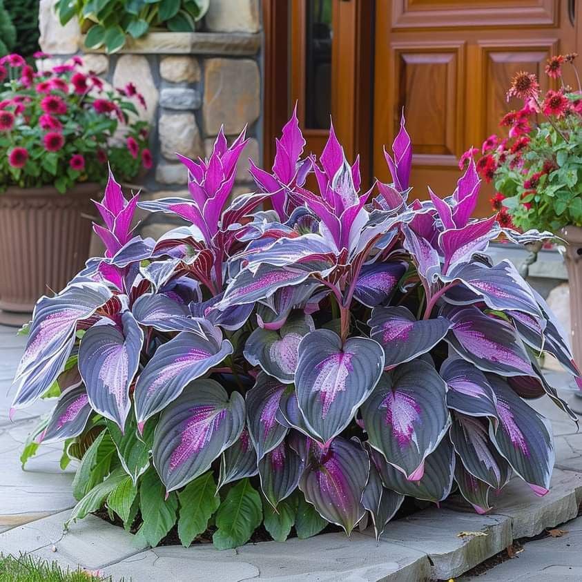 🎁Különleges ajánlat 2025🍃Ritka hosta magok🌿