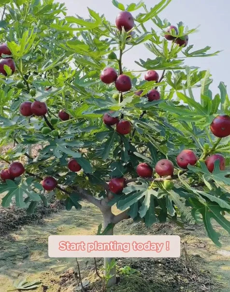 🍑Супер гигантски семена от смокиня – Прасковена сладост във всяка хапка! 🌟