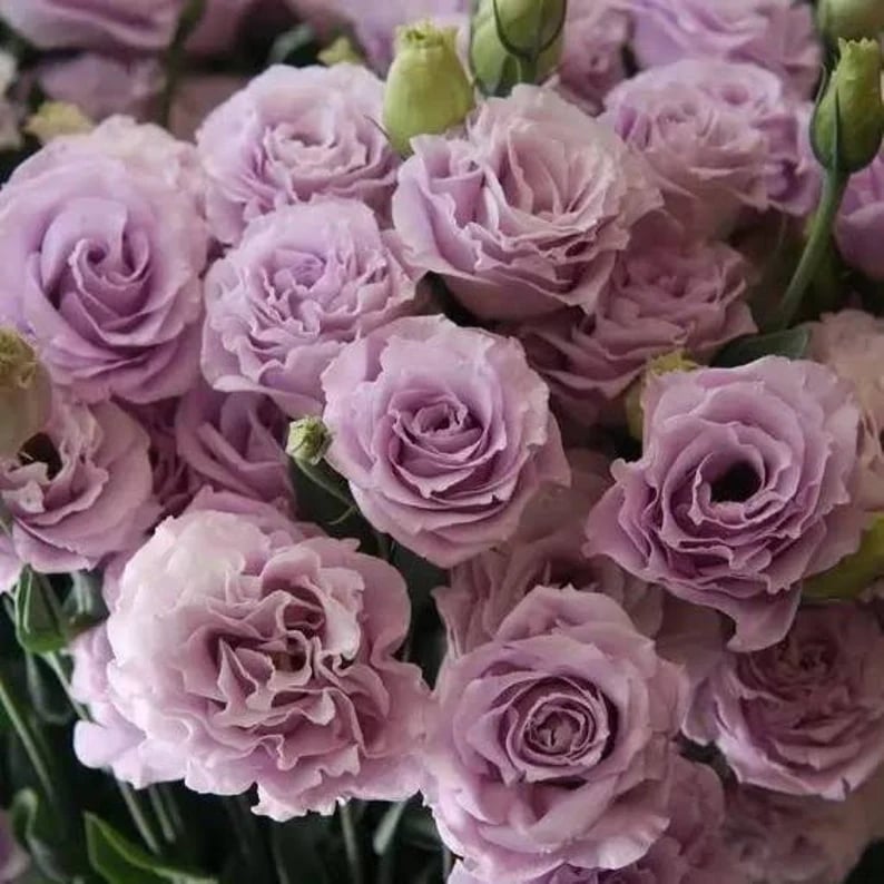 🔥Последен ден на продажба💝Eustoma Thornless Rose💐Семена от лизиантус