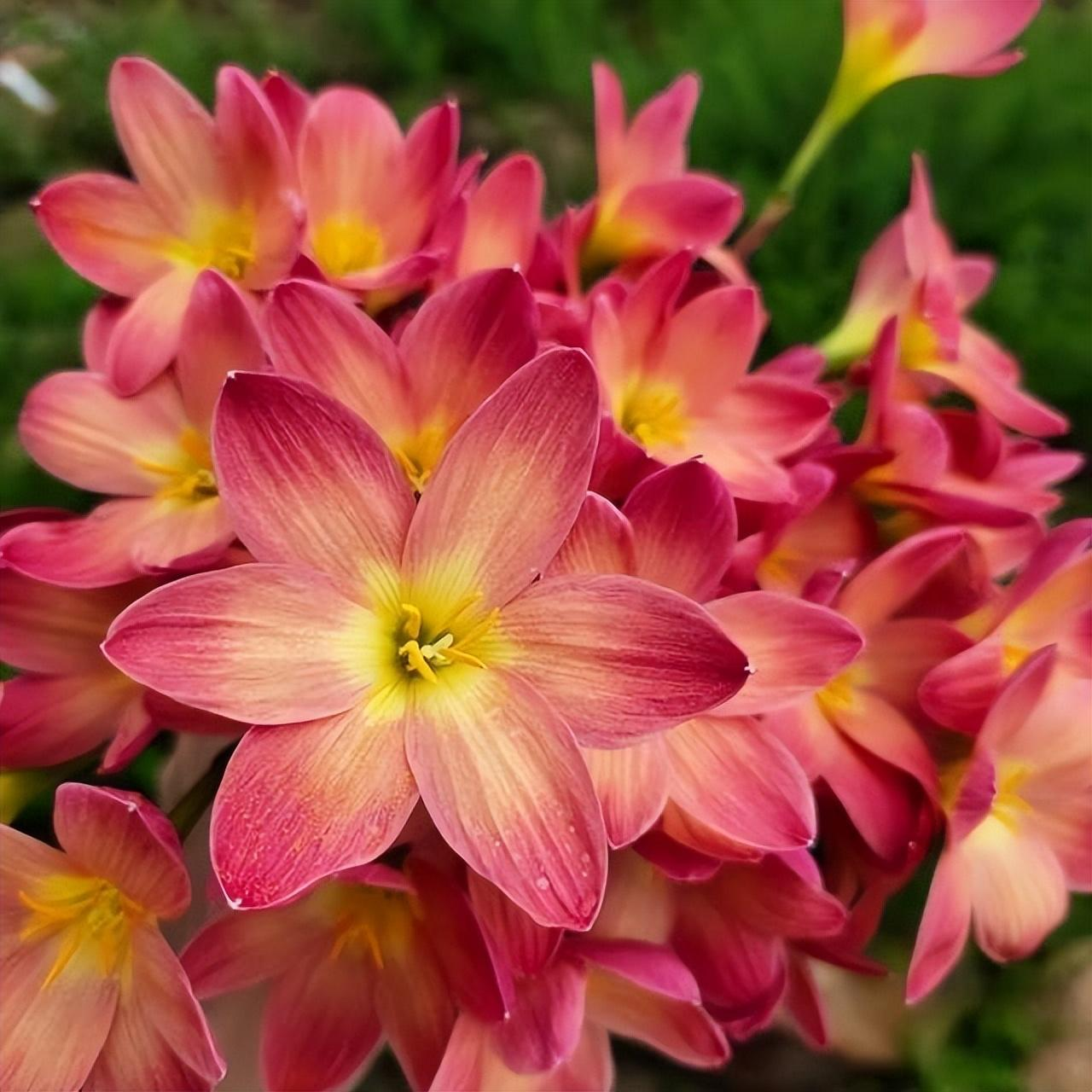 Луковици на дъждовни орхидеи – цъфтят след друг дъжд