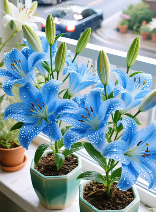 🌺Ароматизирани луковици на лилии – свежи и сладки