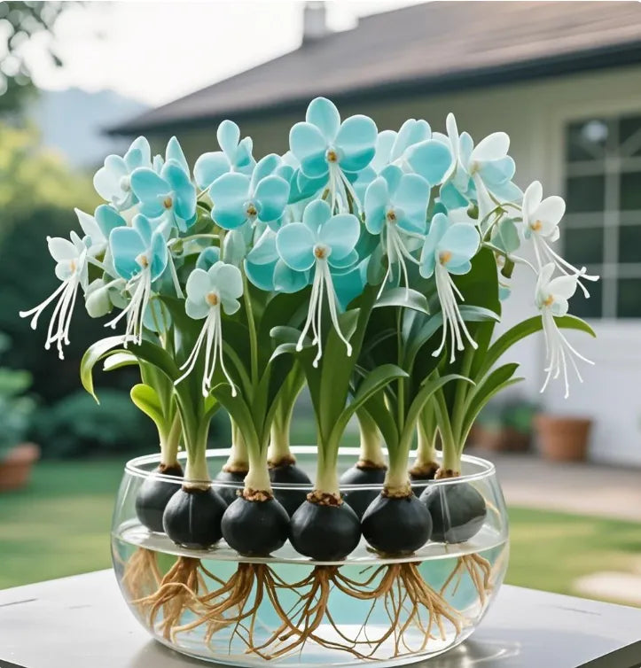 Луковици на цветя Phalaenopsis фенер