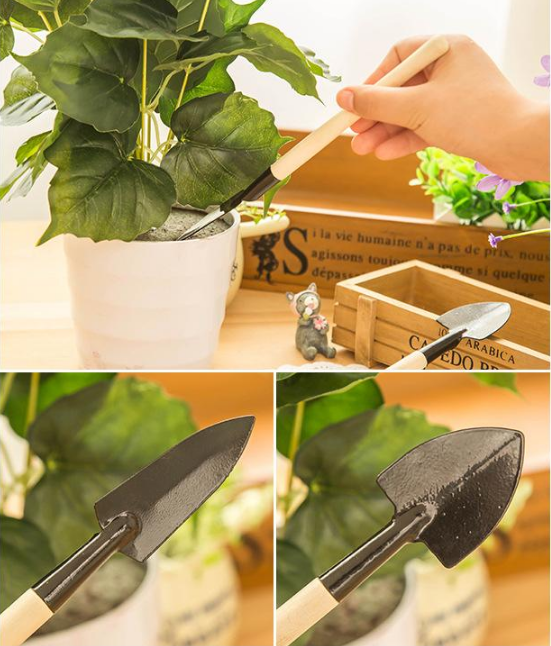 Луковици на цветя Phalaenopsis фенер