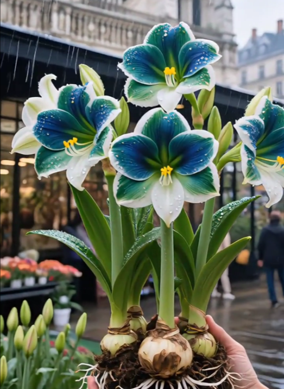 Луковици от ароматен амарилис с двойни венчелистчета