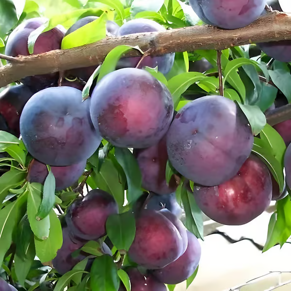 🍑 Присадени семена от слива, негенетично модифицирани, от сортове наследствени растения