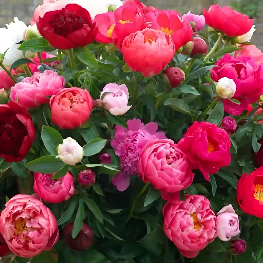 🌸 Двойно катерлив божур, устойчив на замръзване градински многогодишен вид за вътрешна и външна красота