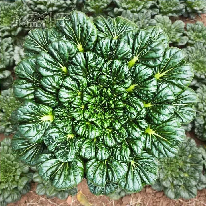 Семена от Brassica Narinosa (WuTat Choy)