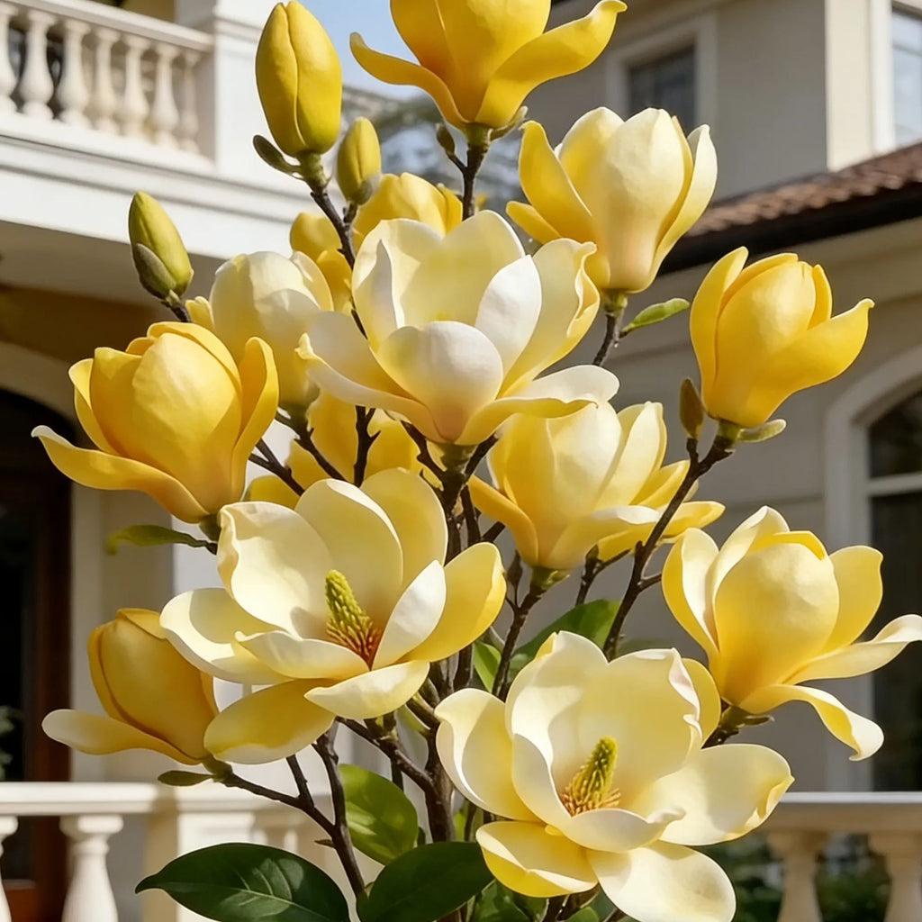 Луковици на Magnolia liliiflora (лилави орхидеи) 🌸 Цветовете крият листа, ароматът изпълва въздуха