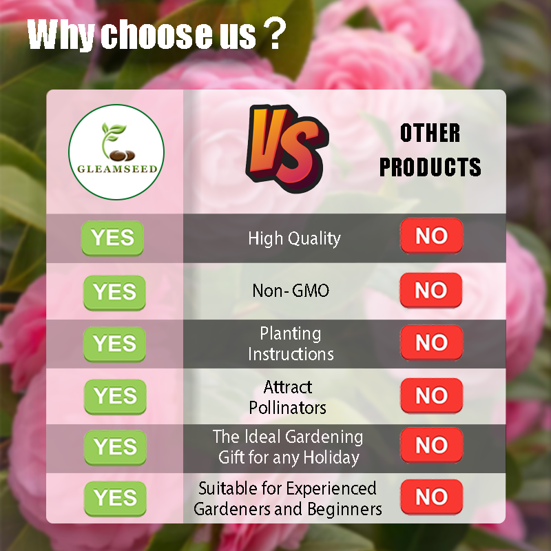 ✨Семена от цвят Камелия – 8 романтични цвята, красотата на зимния цъфтеж