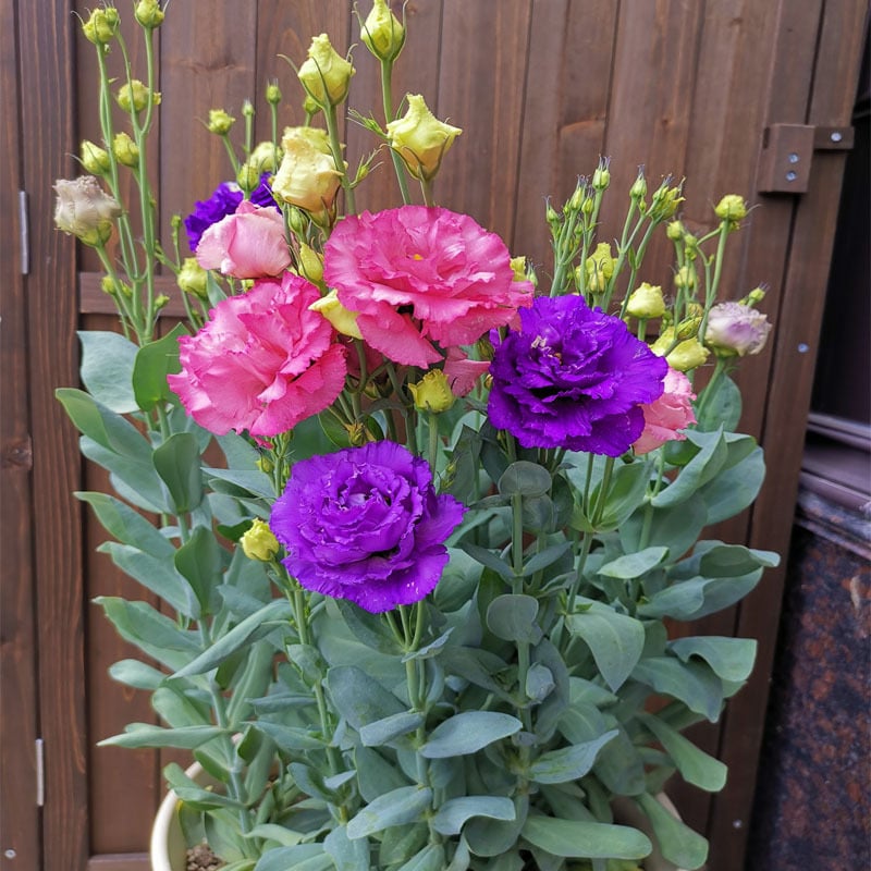 🔥Последен ден на продажба💝Eustoma Thornless Rose💐Семена от лизиантус