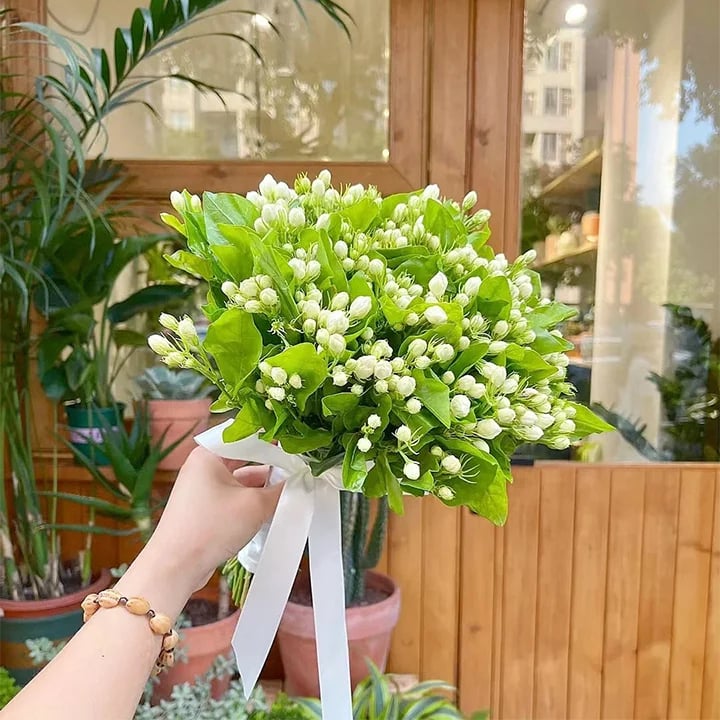 ПОСЛЕДЕН ДЕН НА ПРОМОЦИЯТА - 49% ОТСТЪПКА 🌸Красиво саксийно растение жасмин (може да се засади през зимата)🌸