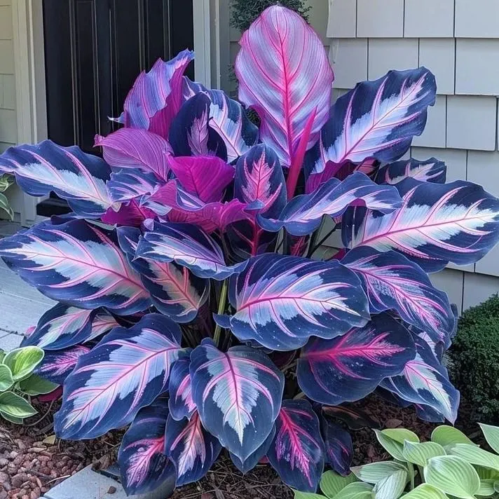 🌿 Цветни семена на хоста – кралят на сянката в градината! 🌿