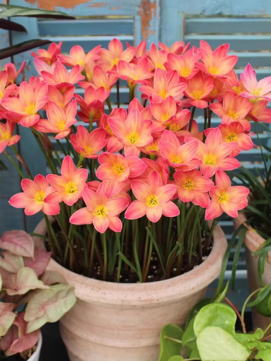 Луковици на дъждовни орхидеи – цъфтят след друг дъжд