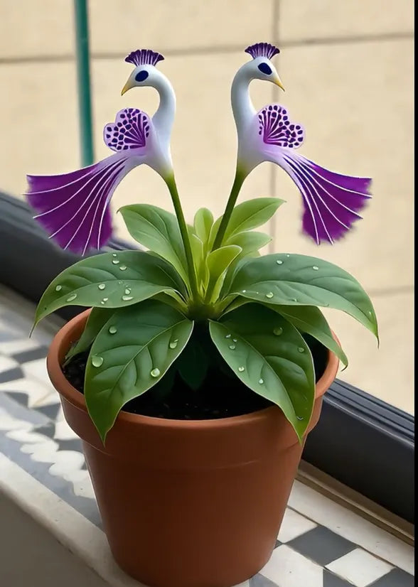 🌺 Páva orchidea magok