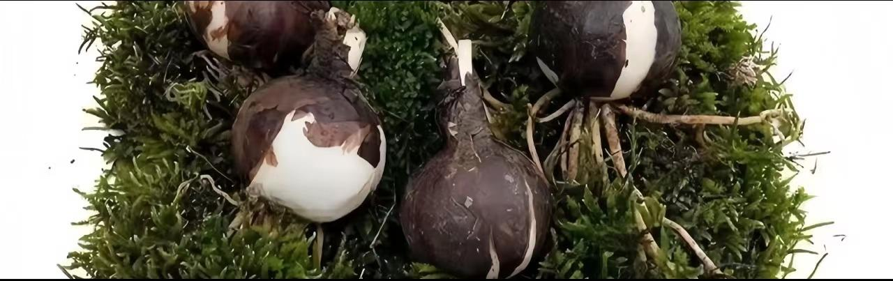 💕 Сбъднете желанията си: Луковици на желанията – Цъфтящо чудо за всеки дом🌷