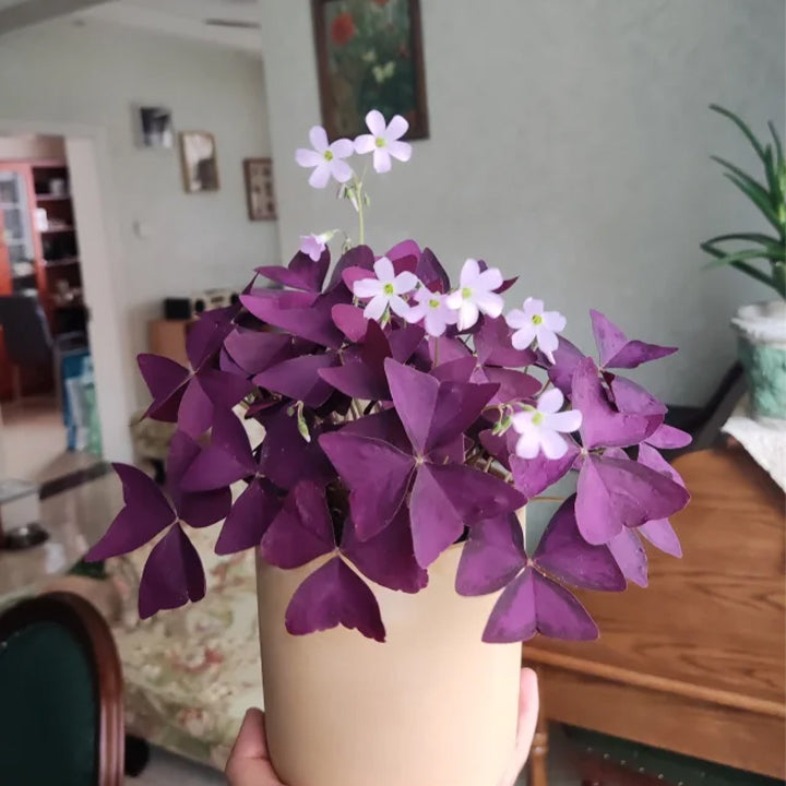 💜Луковици от лилав киселец за късмет