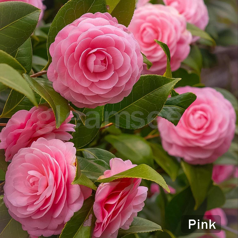 ✨Семена от цвят Камелия – 8 романтични цвята, красотата на зимния цъфтеж