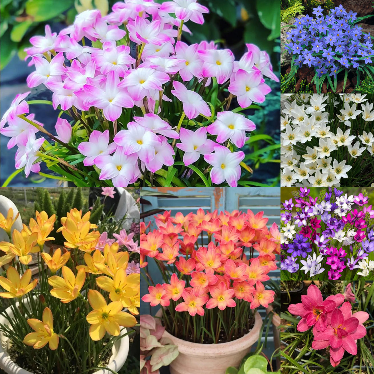 Луковици на дъждовни орхидеи – цъфтят след друг дъжд