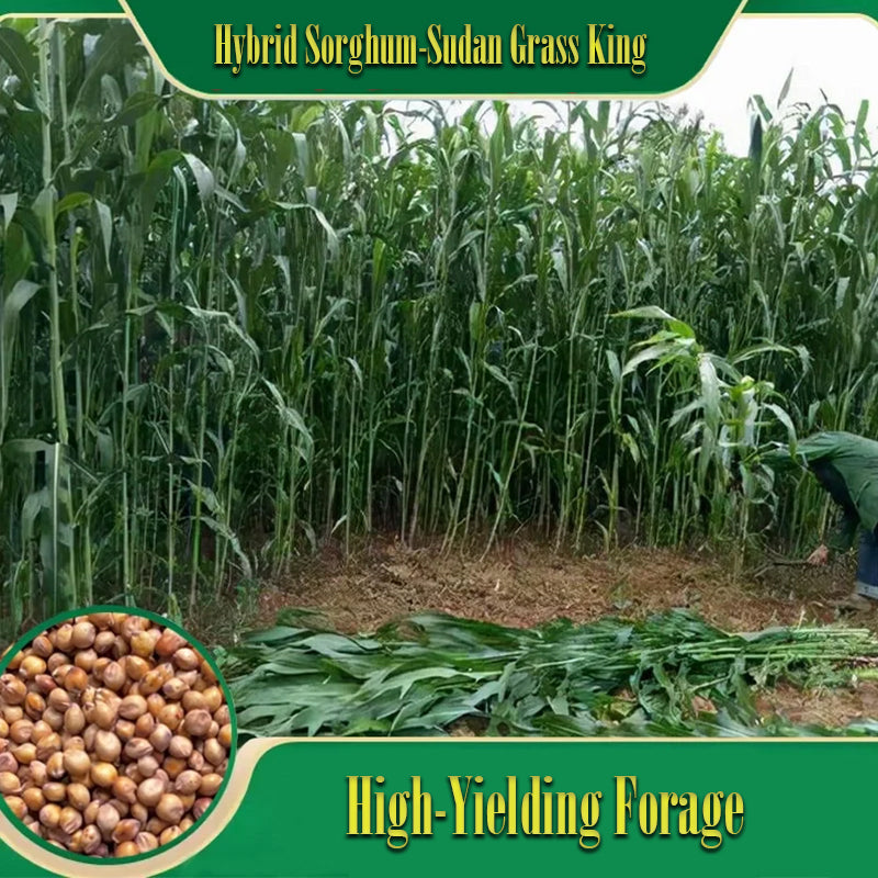 🌿Хибриден сорт сорго-суданска трева ✅Високодобивни фуражни семена
