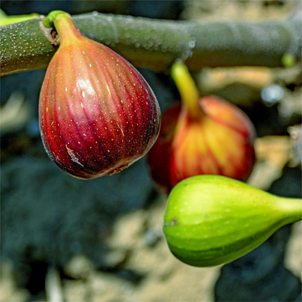 Семена от смокини SweetHarvest