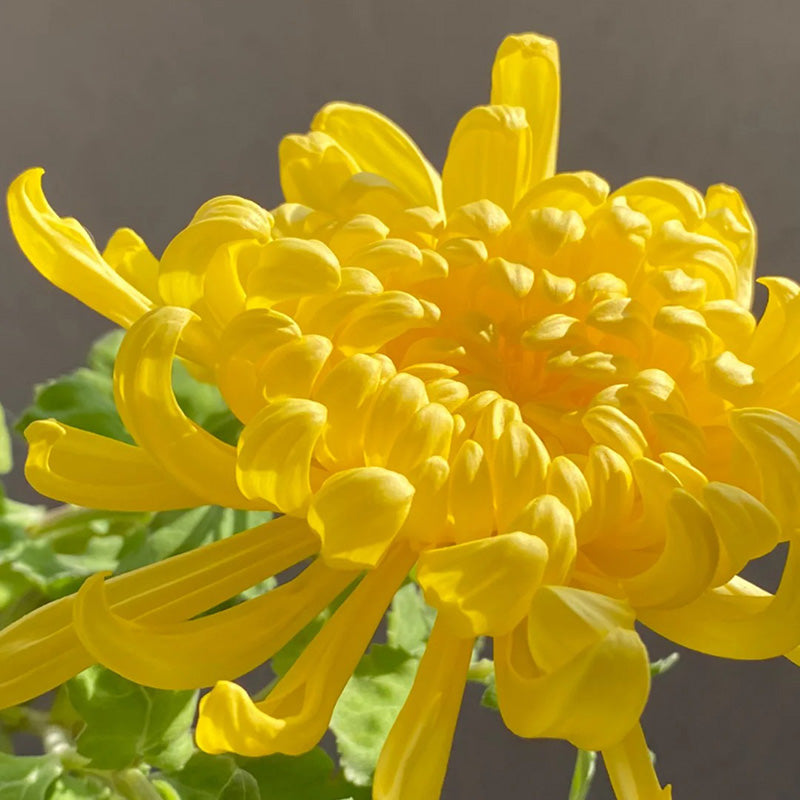 🌺Цвете на елегантността🌼Семена от гигантска хризантема
