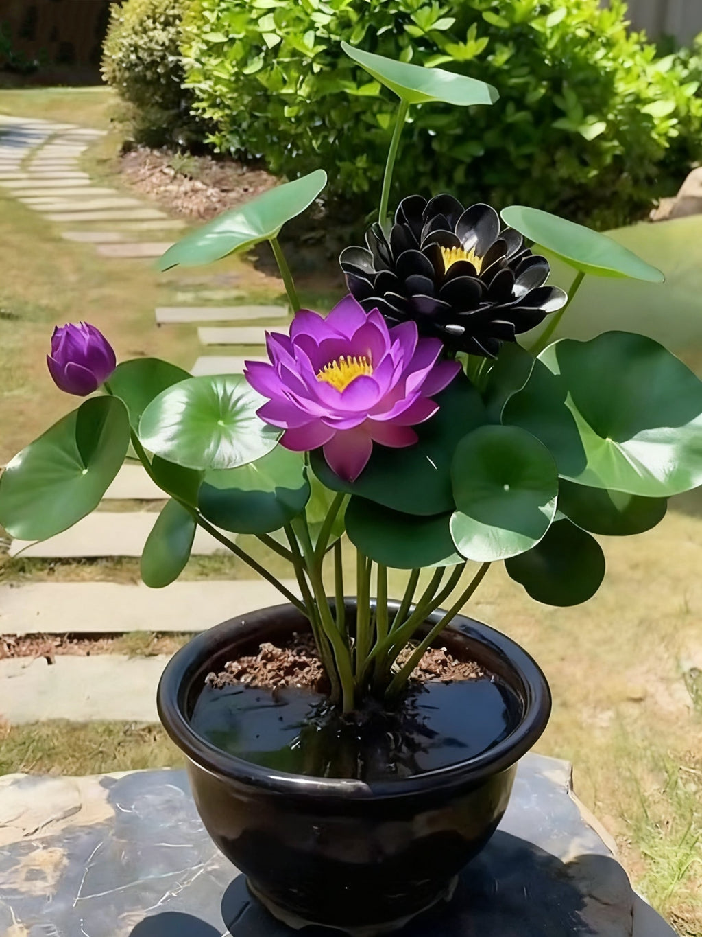 🌌💜 Лотос в сянка – рядка красота във вашата градина🌸