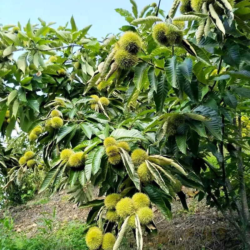 Семена от джуджест конски кестен – сладки и ароматни ядки