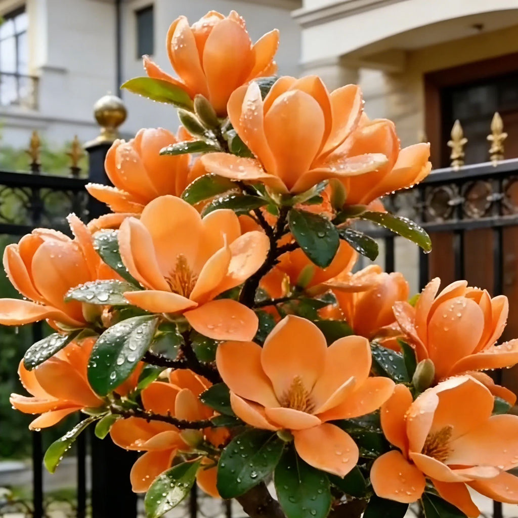 Луковици на Magnolia liliiflora (лилави орхидеи) 🌸 Цветовете крият листа, ароматът изпълва въздуха