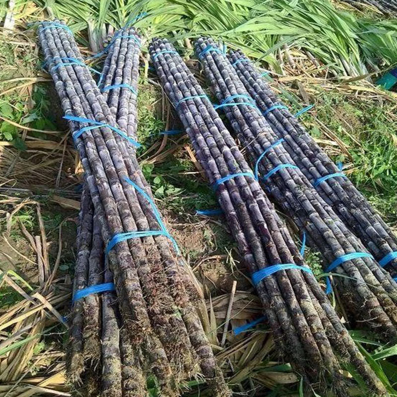 🌱 Високодобивни семена от захарна тръстика – лесни за отглеждане и оцеляване, идеални за засаждане на плодове в домашни условия