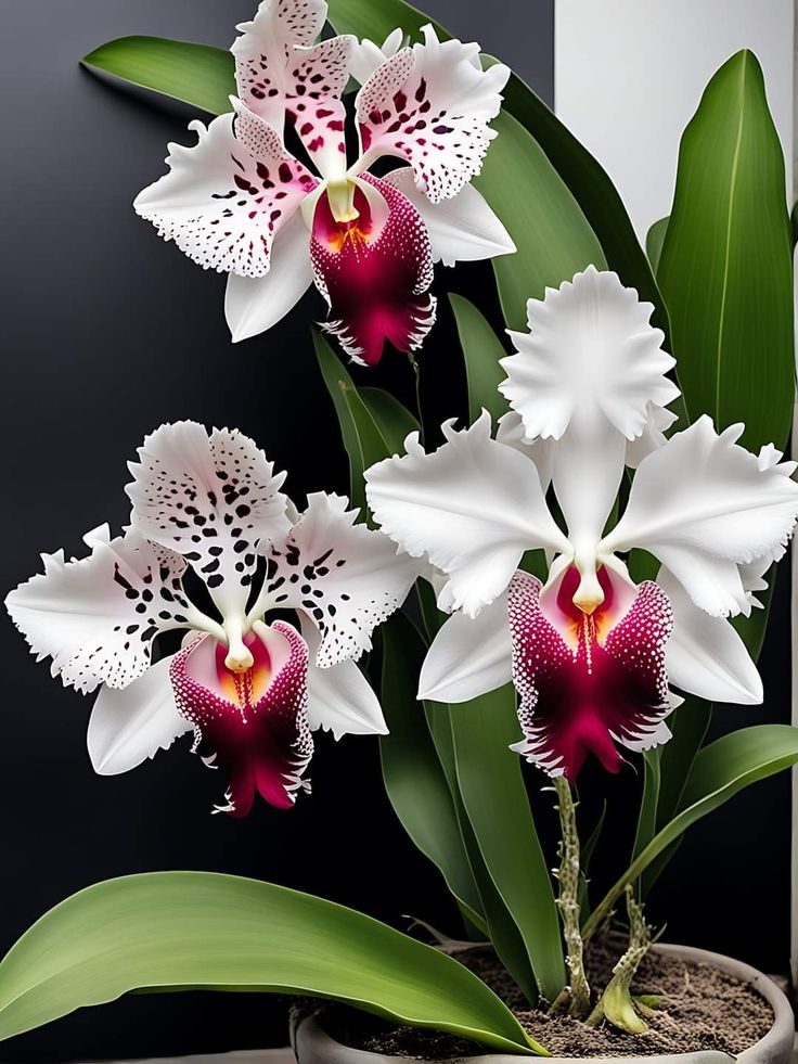 Семена на ирис пеперуда