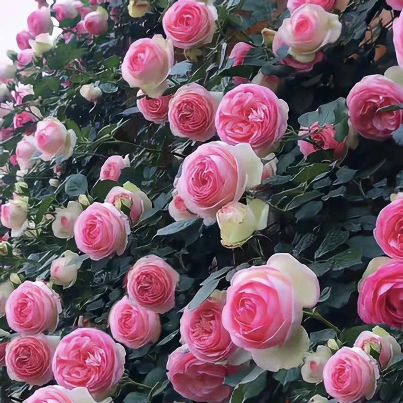 🌈 Висококачествени катерливи рози 🌹 Бързорастящи, лесни за грижа и много ароматни ✨ Перфектни за всяка градина