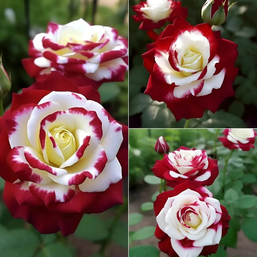 🌹 200/1000 бр. Редки семена на двойни червени и бели рози - Ярки градински цветове