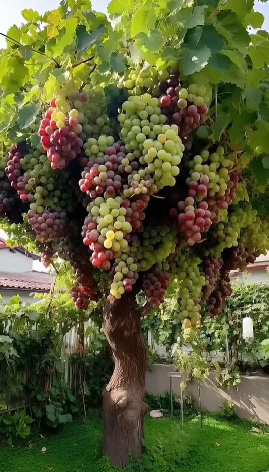 Гигантско безсеменно грозде – големи, сочни и вкусни 🍇🌿