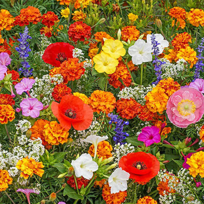 🔥Последен ден на разпродажбата💐Смесени семена за многогодишни цветя - над 60 смесени сорта