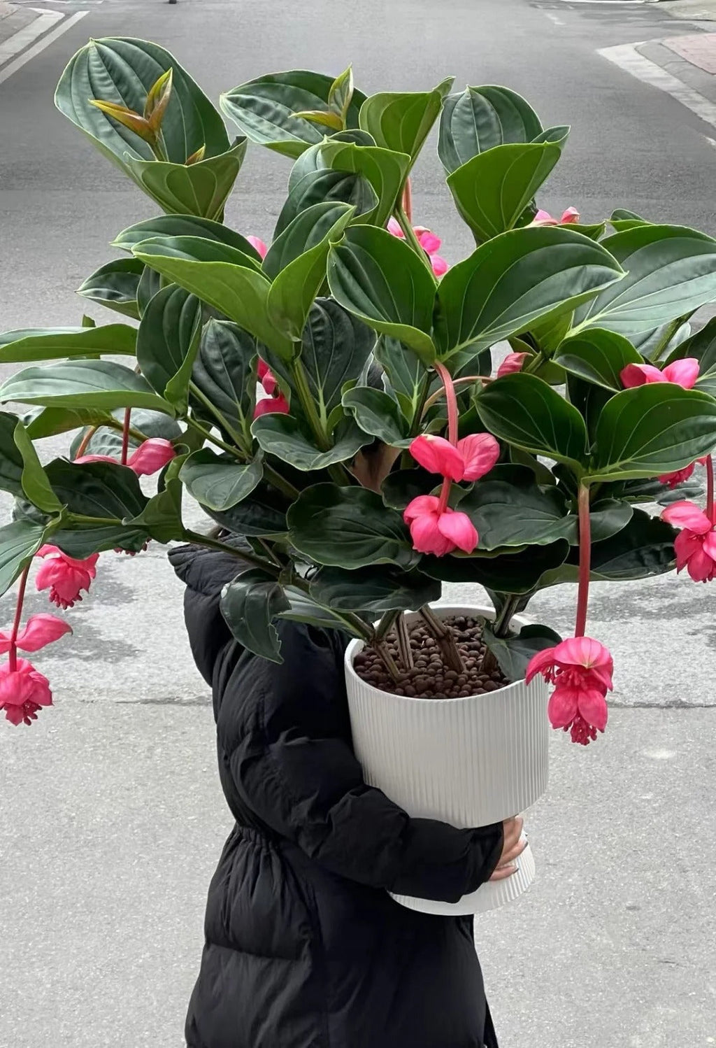 Розови гроздови семки - Отглеждайте кралицата на цветята във вашата градина